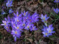 Dichte Krokus Gruppe